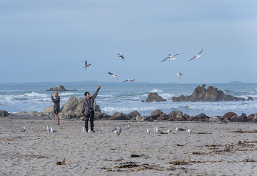 Tauranga New Zealand - June 26 2023;  Man standing on beach attracting seagulls