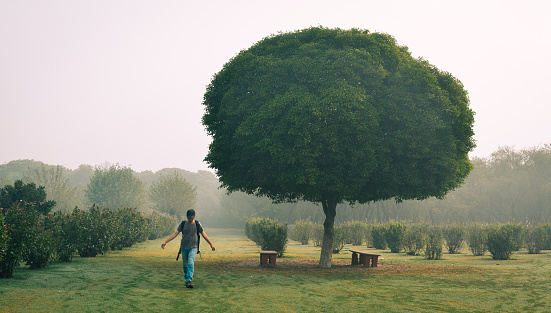 A man walking at green park with a huge tree in early morning.