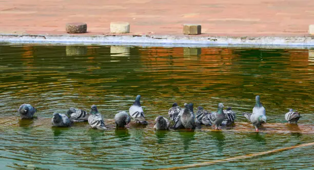 Photo of Pigeons drinking water on the pond