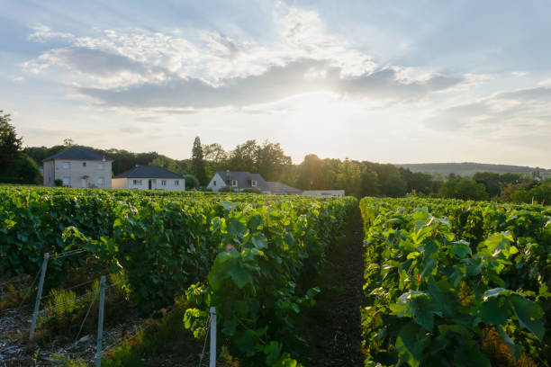 istock Row vine grape in champagne vineyards at montagne de reims. 1503172912