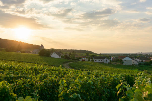 istock Row vine grape in champagne vineyards at montagne de reims. 1503172920