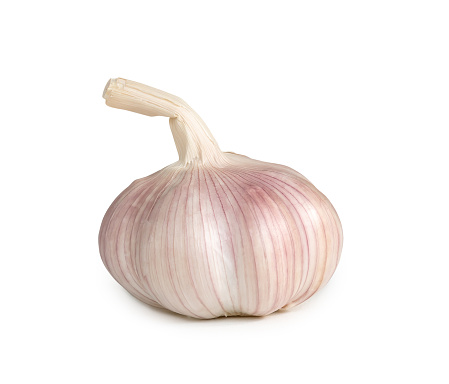 Single fresh white garlic bulb is isolated on white background with clipping path, Thai herb is great for healing several severe diseases, heart attact, Hyperlipidemia or Dyslipidemia, close up photo