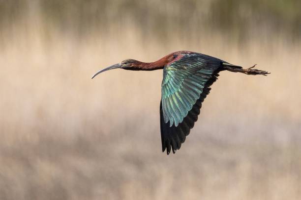 istock Majestic Glossy Ibis (Plegadis falcinellus) soaring through the sky with its wings outstretched 1503195545