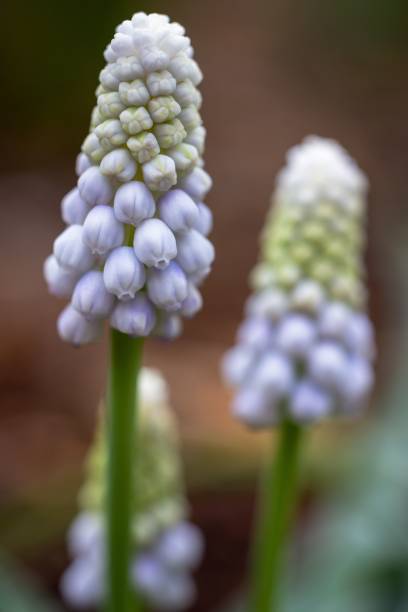 istock Viper bow flowers growing close together in a lush green setting 1503195547