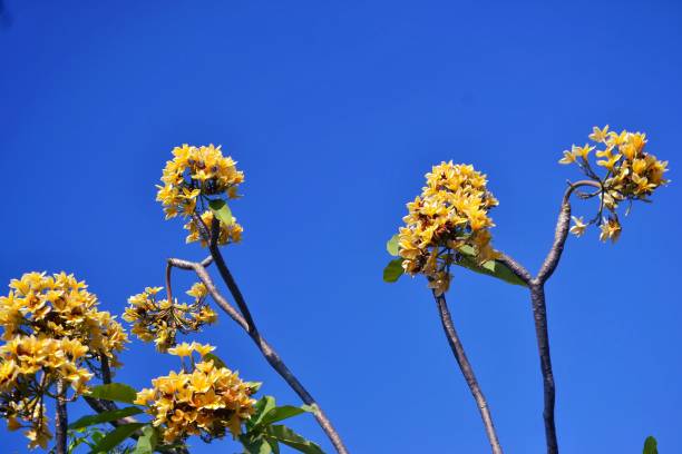 istock yellow frangipani flowers 1503195734