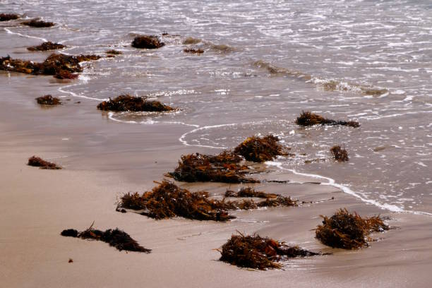 istock Seaweed on the beach 1503195766