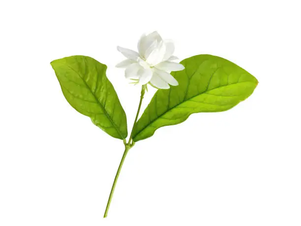 Photo of Single white flower of Grand Duke of Tuscany, Arabian white jasmine, Jasminum sambac, aroma, flora, isolated, white background, cutout with clipping path