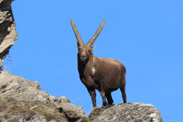 istock male Alpine ibex 1503199760