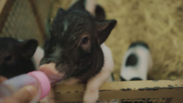 Piglets and sow eating