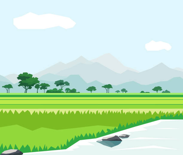 pemandangan sawah yang indah dengan pegunungan dan ilustrasi vektor sungai - paddy ilustrasi stok