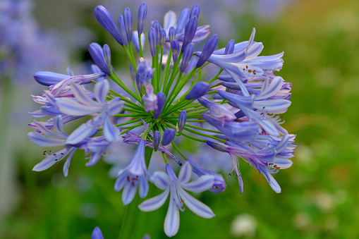 Agapanthus, also called African lily or Lily of the Nile, is summer-flowering perennial plant, grown for its showy flowers, commonly in shades of blue and purple, but also white and pink colors.