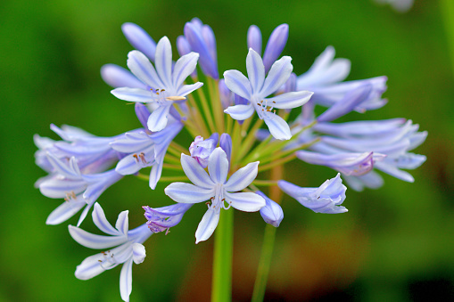 Agapanthus, also called African lily or Lily of the Nile, is summer-flowering perennial plant, grown for its showy flowers, commonly in shades of blue and purple, but also white and pink colors.