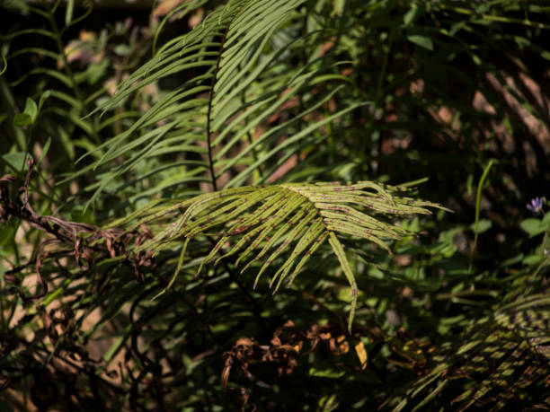 istock High angle view of plants growing on field 1503200901