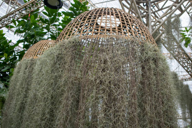 istock Spanish Moss, white hermit grows to its full length in the greenhouse. 1503201098