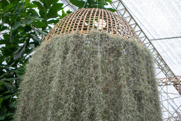 istock Spanish Moss, white hermit grows to its full length in the greenhouse. 1503201100