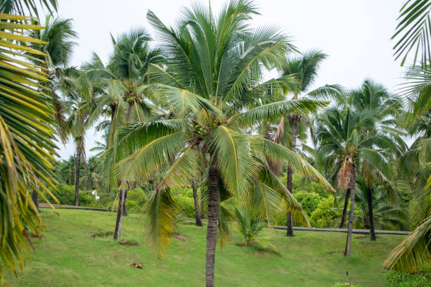 istock Naturally beautiful green coconut groves on a rainy day 1503201125