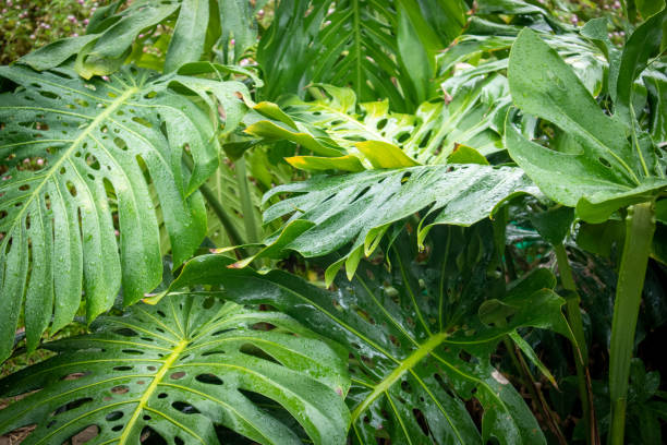 istock Monstera growing beautifully in the garden 1503201167