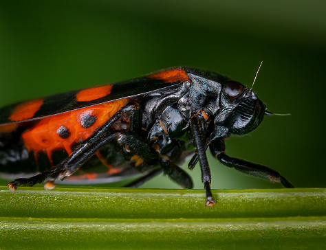 Macrophotography of a Black-and-red Froghopper (Cercopis vulnerata). Extremely close-up and details.