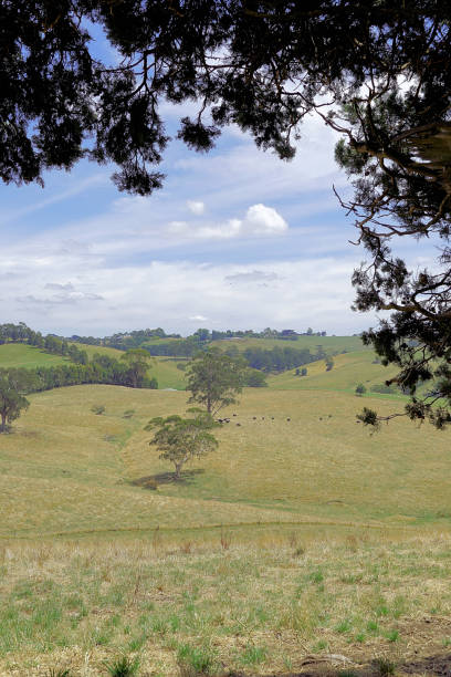 istock Kurumburra,  Victoria,  Australia 1503201272