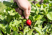 A gardener collects fresh red radish on an organic farm leading an environmentally friendly lifestyle, a farmer grows red radish, a close-up view of red radish in the garden.