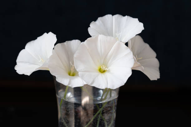 fleur de liseron sur fond noir - close up sunlight white perennial photos et images de collection