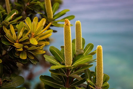 beautiful unique shaped flowers growing on cliffs in popular touristic Byron Bay, Australia