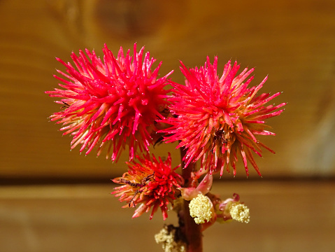Flowering of the castor bean plant used in medicine and engines.