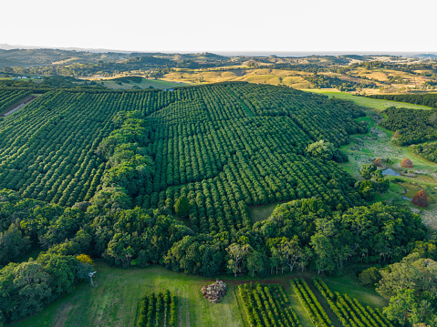 Aerial view of Coffee Plantation near Byron Bay, New South Wales, Australia