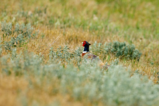 Wild Pheasant in the grassland of the Danube Delta