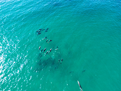 Large pod of Indo-Pacific bottlenose dolphins playing in the ocean near Byron Bay, New South Wales, Australia