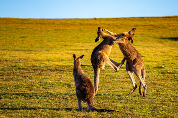 istock Mighty eastern grey kangaroos demonstrate their strength and fight by striking each other with their limbs during sunset. 1503213281
