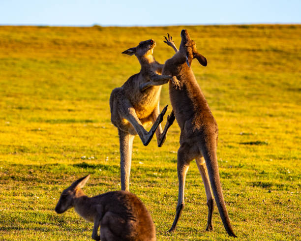 istock Mighty eastern grey kangaroos demonstrate their strength and fight by striking each other with their limbs during sunset. 1503213282