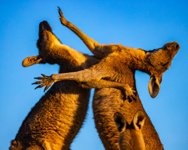 Mighty eastern grey kangaroos demonstrate their strength and fight by striking each other with their limbs during sunset. Marsupials in Australia, Look At Me Now Headland Walk, Emerald Bay near Coffs Harbour, NSW, Australia. Australian common mammals kangaroos fighting stock pictures, royalty-free photos & images