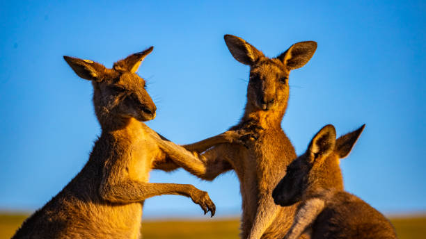 istock Mighty eastern grey kangaroos demonstrate their strength and fight by striking each other with their limbs during sunset. 1503213476