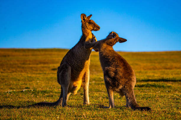 istock Mighty eastern grey kangaroos demonstrate their strength and fight by striking each other with their limbs during sunset. 1503213557