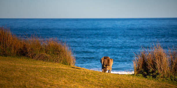 istock kangaroo feeding on the grassy cliff with ocean waves in the background 1503213739