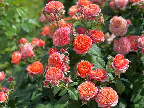 Rose bush pink orange red flowers blossom in garden.