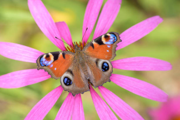 European peacock or peacock-butterfly - Aglais-io - resting on Echinacea purpurea - purple coneflower, hedgehog coneflower \nor eastern purple coneflower