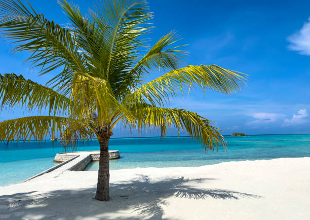 istock Summer palm tree  and Tropical beach with blue  sky background 1503216323