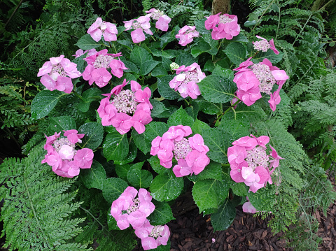 colorful blooming hydrangea flowers background