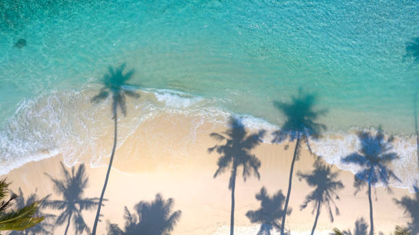 istock Summer palm tree  and Tropical beach with blue  sky background 1503216684