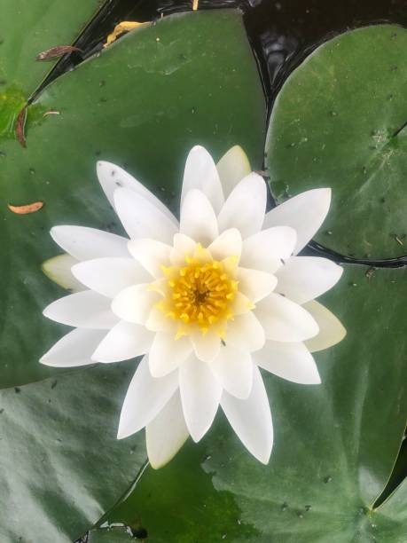lírio-d'água da flor de lótus branco - lotus reflection flower single flower - fotografias e filmes do acervo