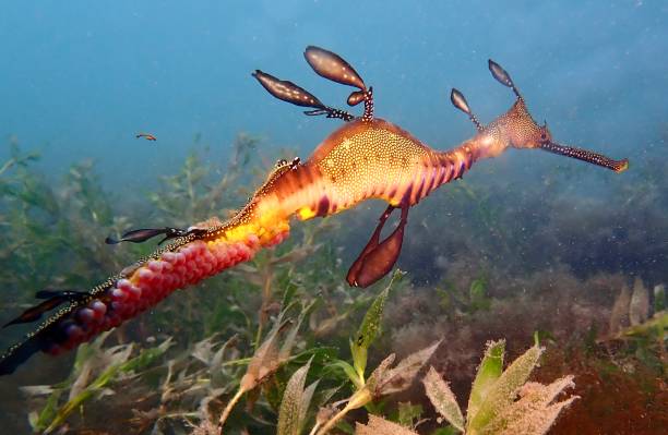 istock Pregnant weedy sea dragon 1503218605