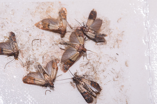 Kitchen moths in a sticky trap close-up, European corn borer, white background