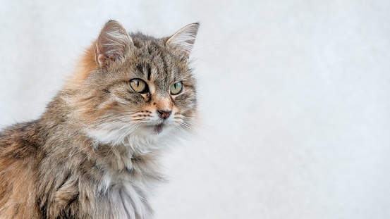 Calico maine coon cat face closeup resting leaning on shower glass door wall step in bathroom room in house lying down sad