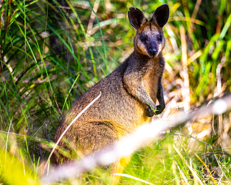 Venman Bushland National Park is perfect place for bird and wildlife watching and walks