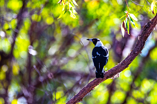 Noosa National Park is perfect place for bird watching and hiking