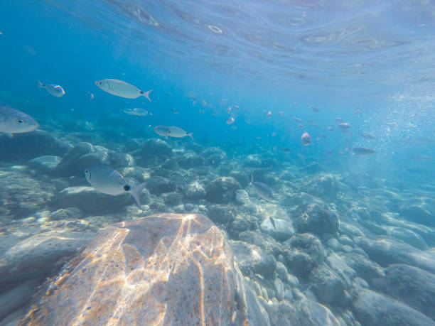 istock Underwater image Alicante province Spain Mediterranean sea 1503221020