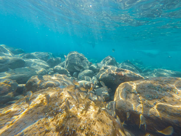 istock Underwater image Alicante province Spain Mediterranean sea 1503221028