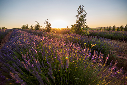 Lavender field at sunset July in El Pobo Teruel Aragon Spain